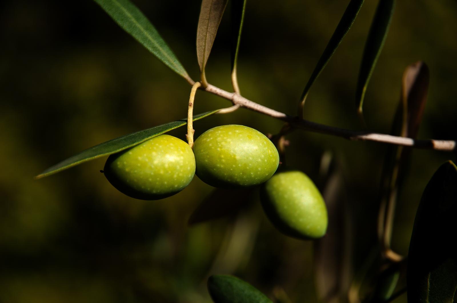 Creazione sito web produttore olio extravergine d'oliva: Frantoio Pace Leone - Maingage, Web agency Bari